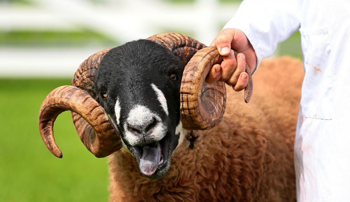 Day one of the Great Yorkshire Show 2016. Picture: SARAH CALDECOTT