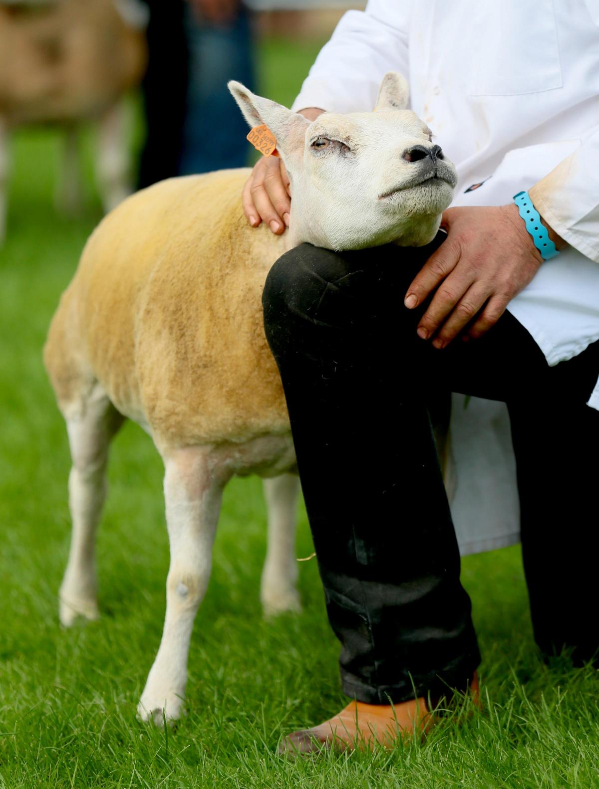 Great Yorkshire Show 2016