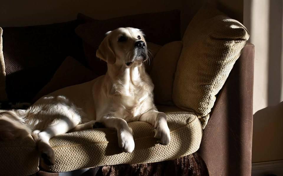 Northern Echo Camera Club member Sarah-Louise Johnson took this lovely shot of her dog Lily.