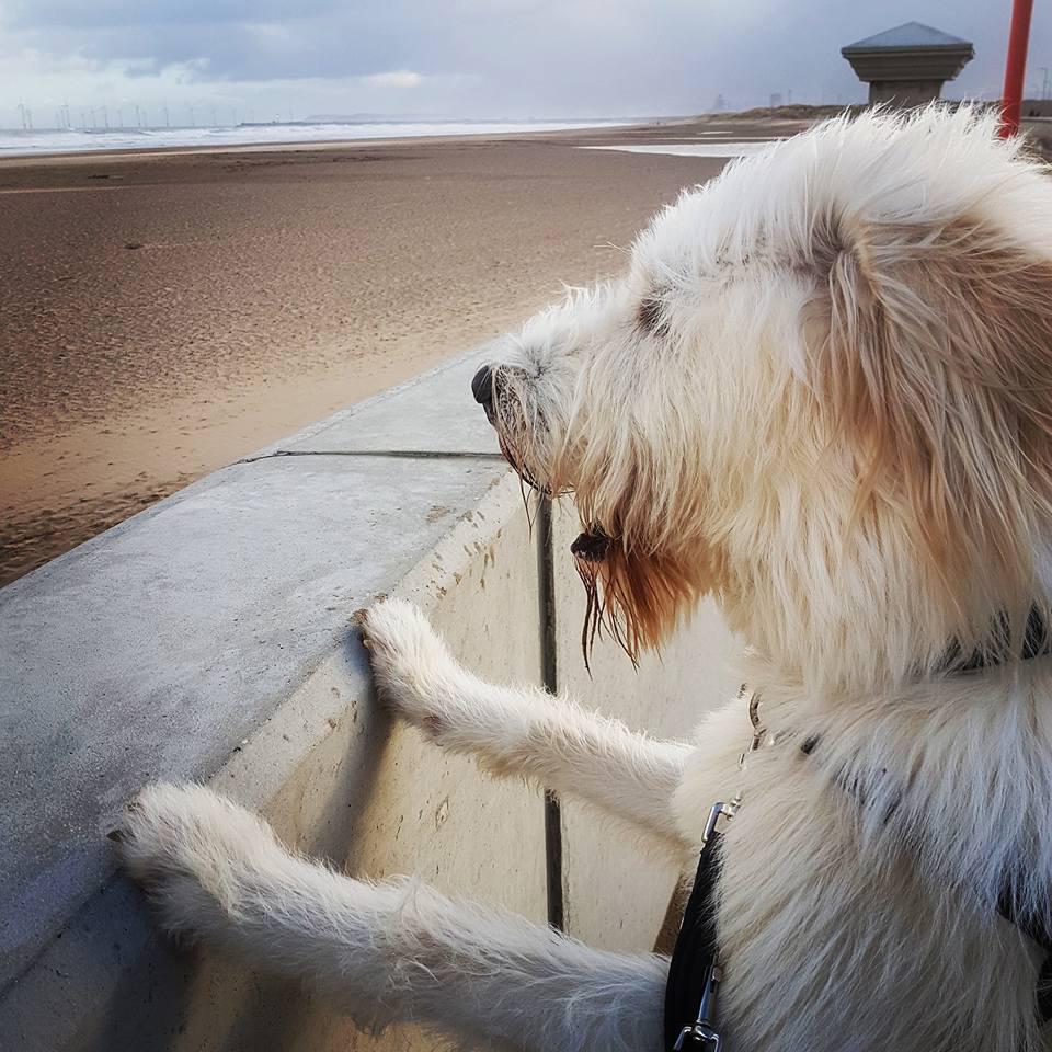Northern Echo Camera Club member Lisa Dickenson took this charming shot of her dog Wilson looking forward to a walk on the beach.
