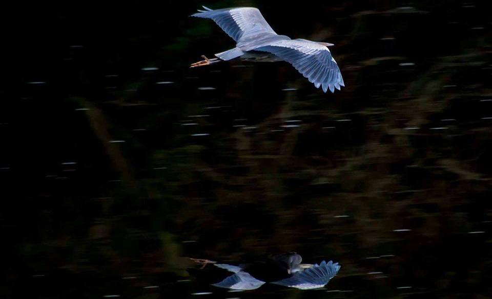 Northern Echo Camera Club member Karen Akers took this terrific shot of a heron taking flight over the River Tees.
Karen needed patience, a steady hand and split-second timing to capture such a fantastic photo.