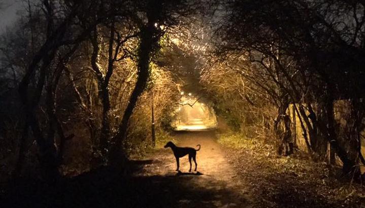 Northern Echo Camera Club member Ann Brown took this atmospheric photo while out walking her dog, Luna.