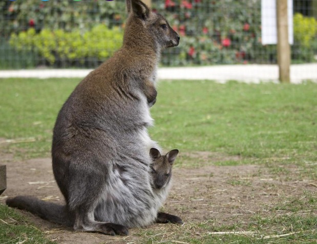 Baby wallaby welcomed at college