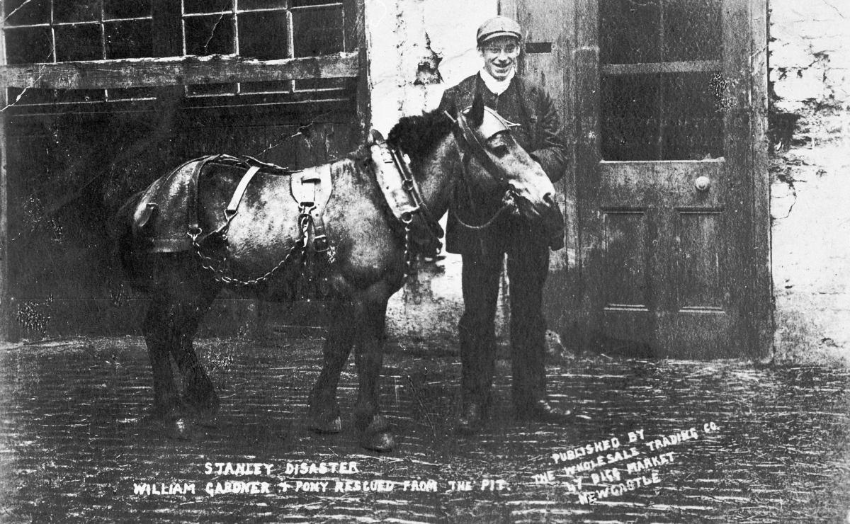 William Gardner with a pit pony that was rescued.