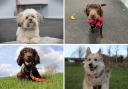 Nine dogs up for adoption at Dogs Trust in Sadberge in Darlington Credit: DOGS TRUST