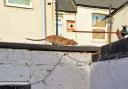 Residents were left shocked after a rat ‘the size of a cat’ was spotted on Westbury Street in Thornaby Credit: LEE FLEMING