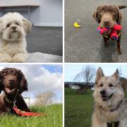 Nine dogs up for adoption at Dogs Trust in Sadberge in Darlington Credit: DOGS TRUST