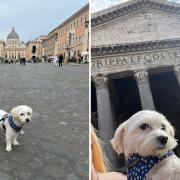 Teddy the Maltese on his £800 month-long holiday around Italy.