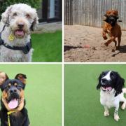 Dog lovers looking for a new best friend will be happy to learn there are dozens of dogs waiting to be rehomed at Dogs Trust in Sadberge in Darlington Credit: DOGS TRUST