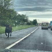 A1(M) LIVE: Traffic at a standstill as animals run on to carriageway
