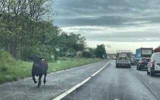 A1(M) LIVE: Traffic at a standstill as animals run on to carriageway