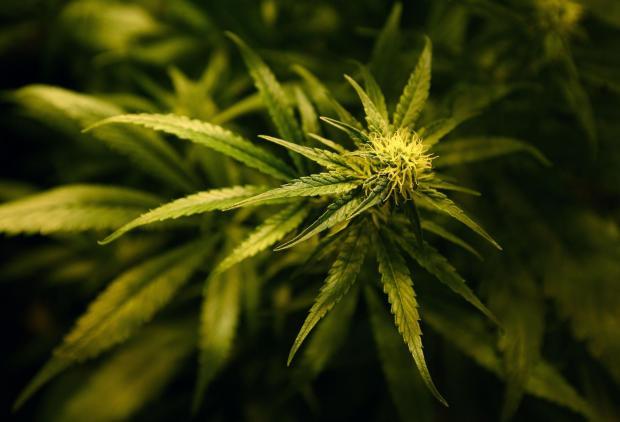 Cannabis dealer arrested almost three years ago is spared jail - Vimarsana News
