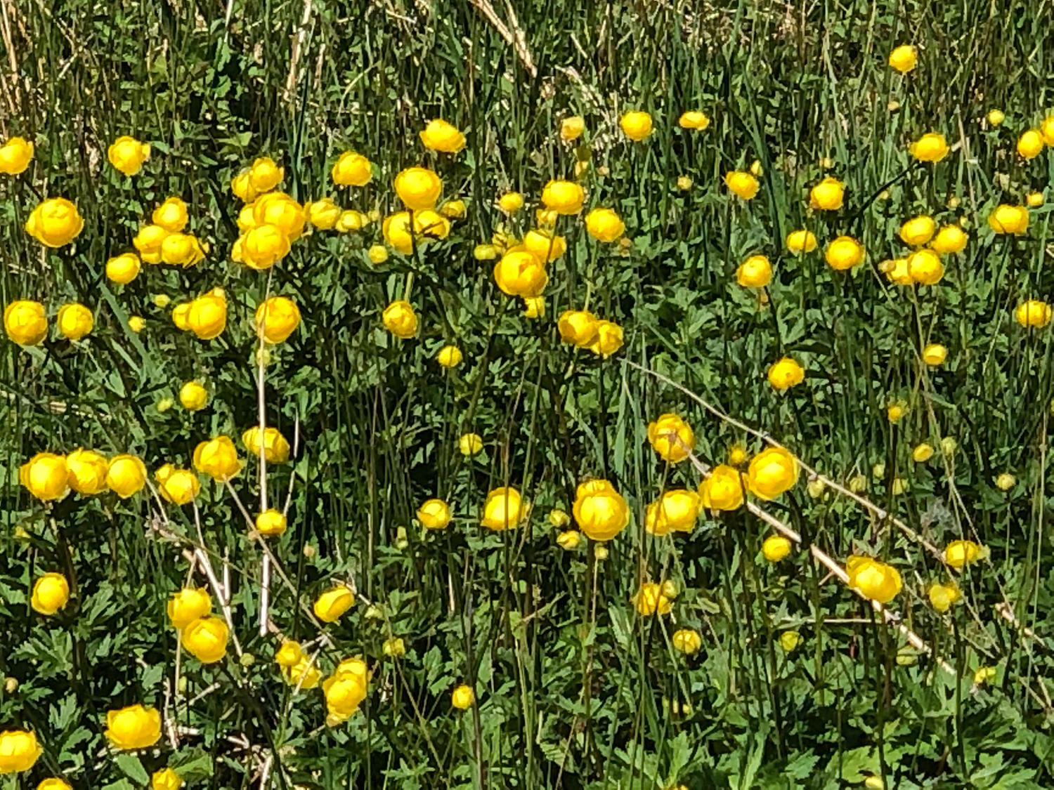 Globeflower growing in the fields