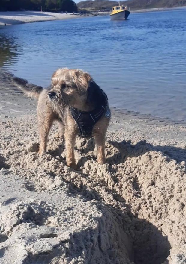 The Northern Echo: Baxter loves digging in the sand