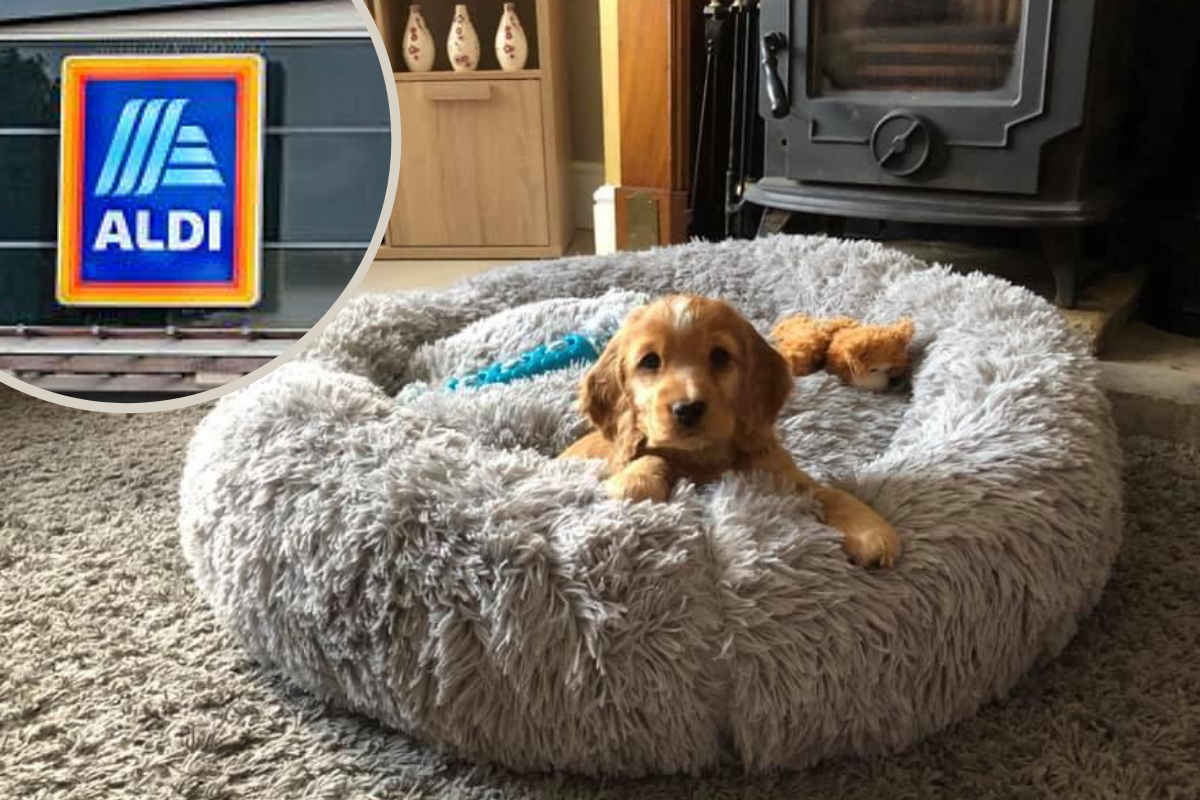 20 dog bed from Aldi 