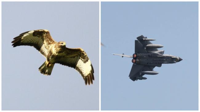 A common buzzard and a tornado jet with its afterburners on
