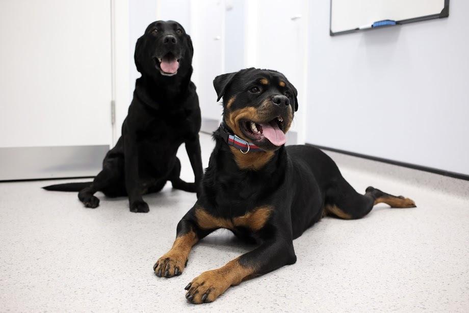 Millie (left) and Bentley at Pets at Home in Catterick Garrison. Picture by Stuart Boulton