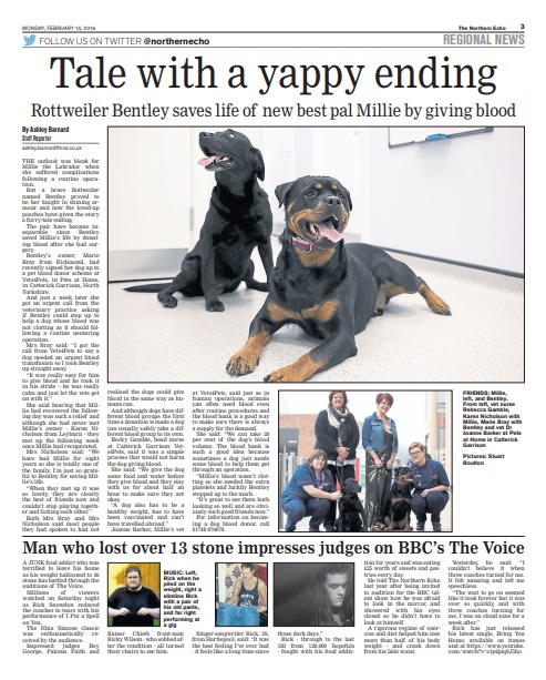 The Northern Echo’s report on the brave rottweiler