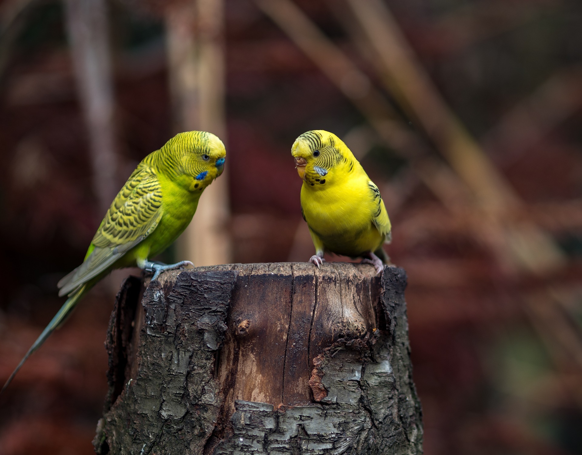 The owl centre’s budgies live alongside the new arrival Louie