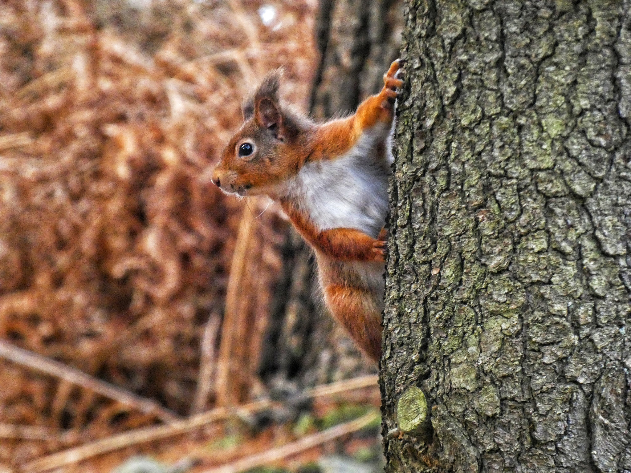 Another amazing selection of photos from the camera club this week - Vimarsana News