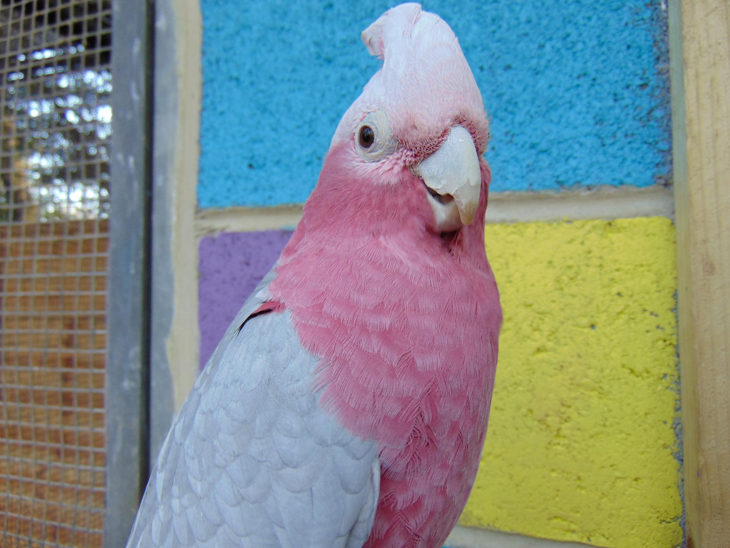 Louie,the Galah cockatoo, who is already making a name for himself