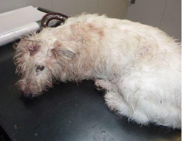 Crushed terrier canine left with ‘extreme and painful’ accidents