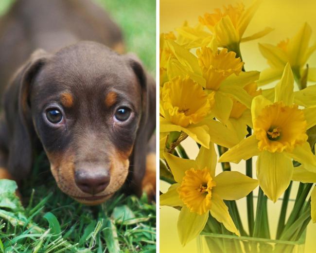 Daffodils are toxic to dogs (file photos) Pictures: Pixabay