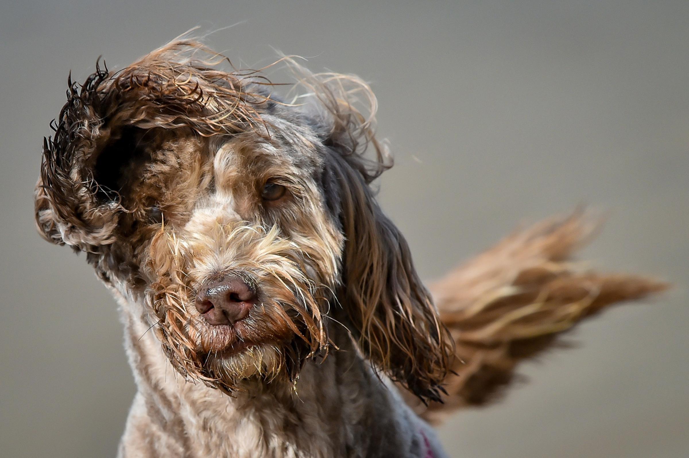Beau the seven-year-old cockapoo is blown by the wind on Weston-super-Mare beach, Somerset Picture: BEN BIRCHALL/PA