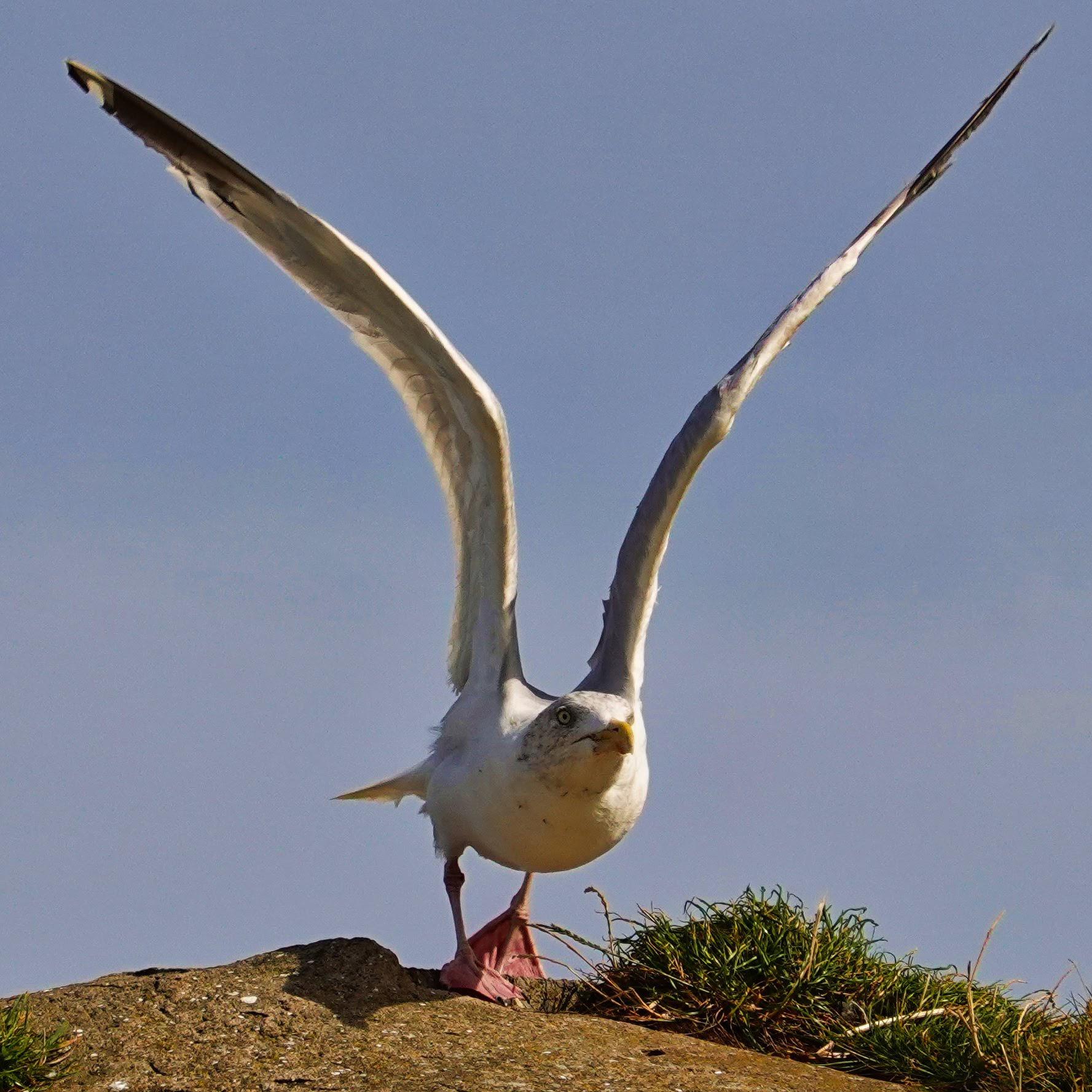 Seagull taking flight Picture: STEVE CONNOR.
