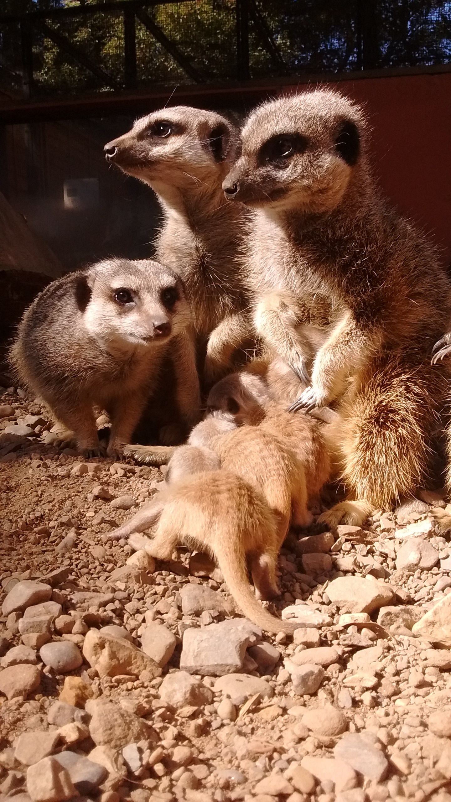 The race is on to complete the meerkat’s home