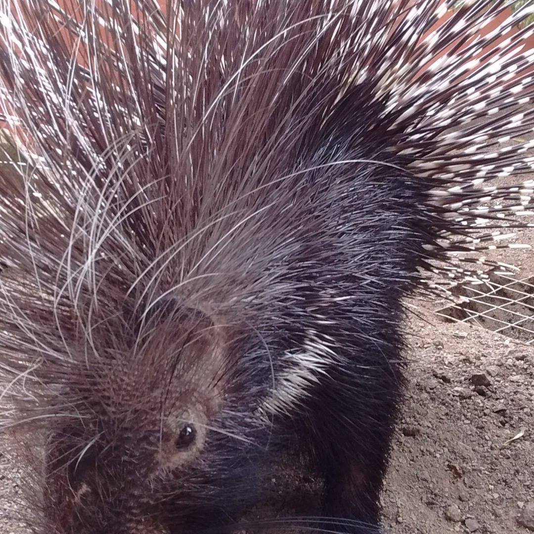 porcupine kirkleatham