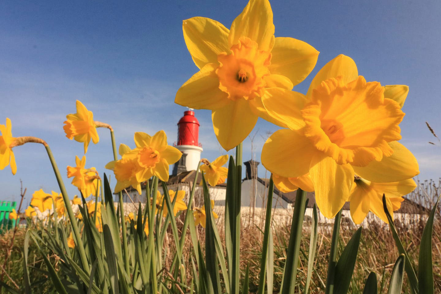 Spring at Souter Lightouse Picture: IAN MAGGIORE