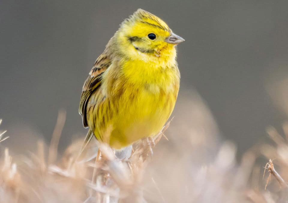 Yellowhammer Picture: PAUL GALE