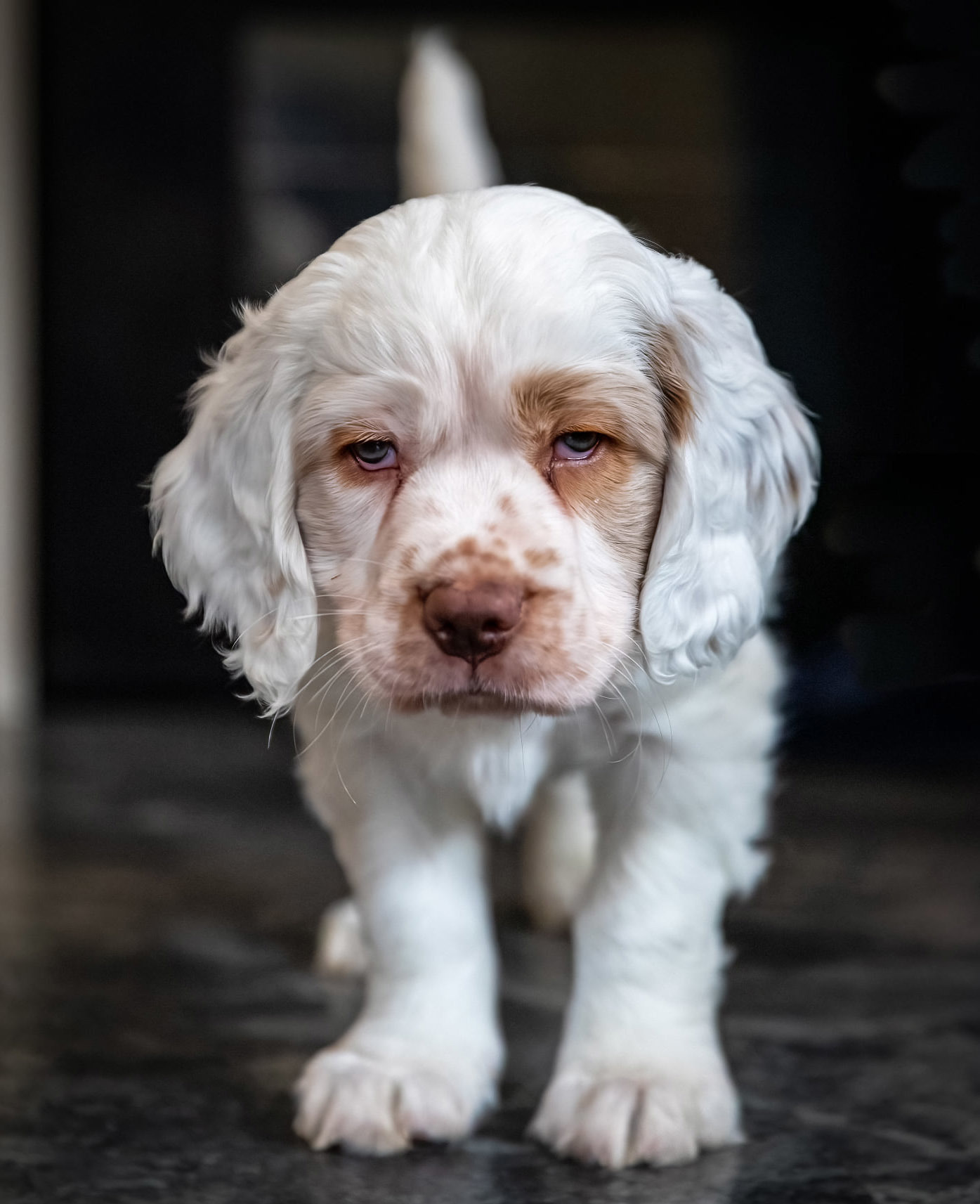 Clumber spaniel pup Picture: TONY RAINE