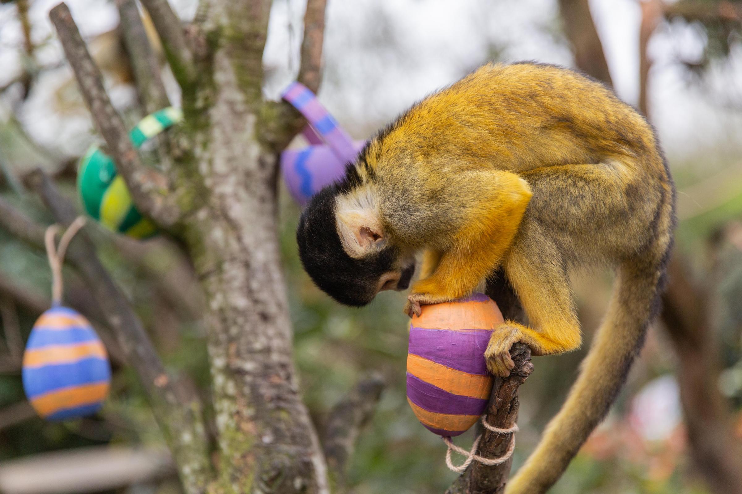 Photo prise par le personnel du ZSL London Zoo of Squirrel Monkeys appréciant les friandises de Pâques à l'attraction