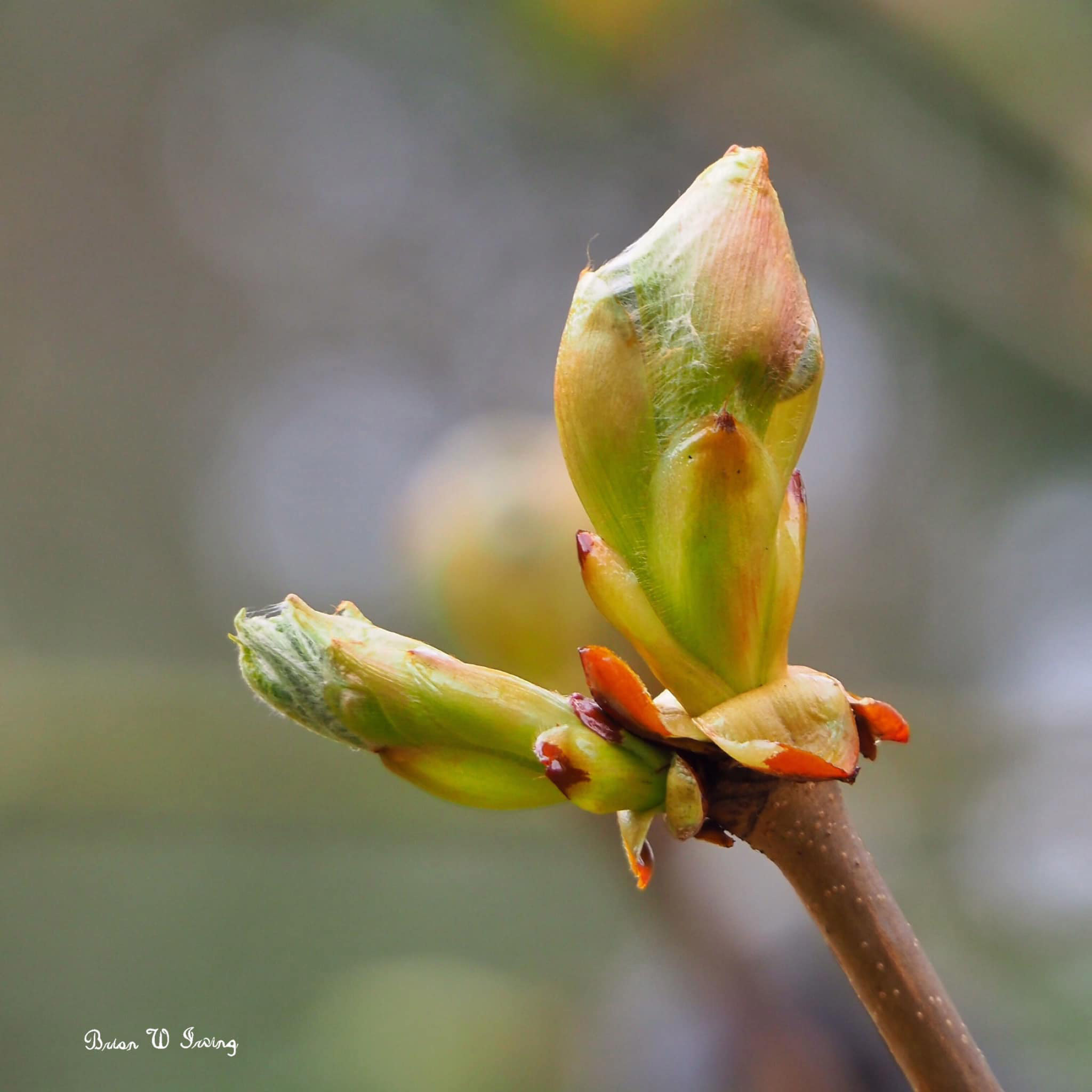 Horse chestnut leaf buds ready to burst Picture: BRIAN IRVING