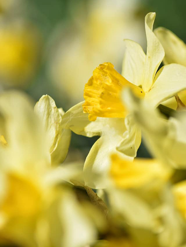 Daffodils in the sun Picture: EMMA RICHARDSON