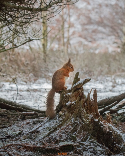 Red squirrel in the snow at Durham