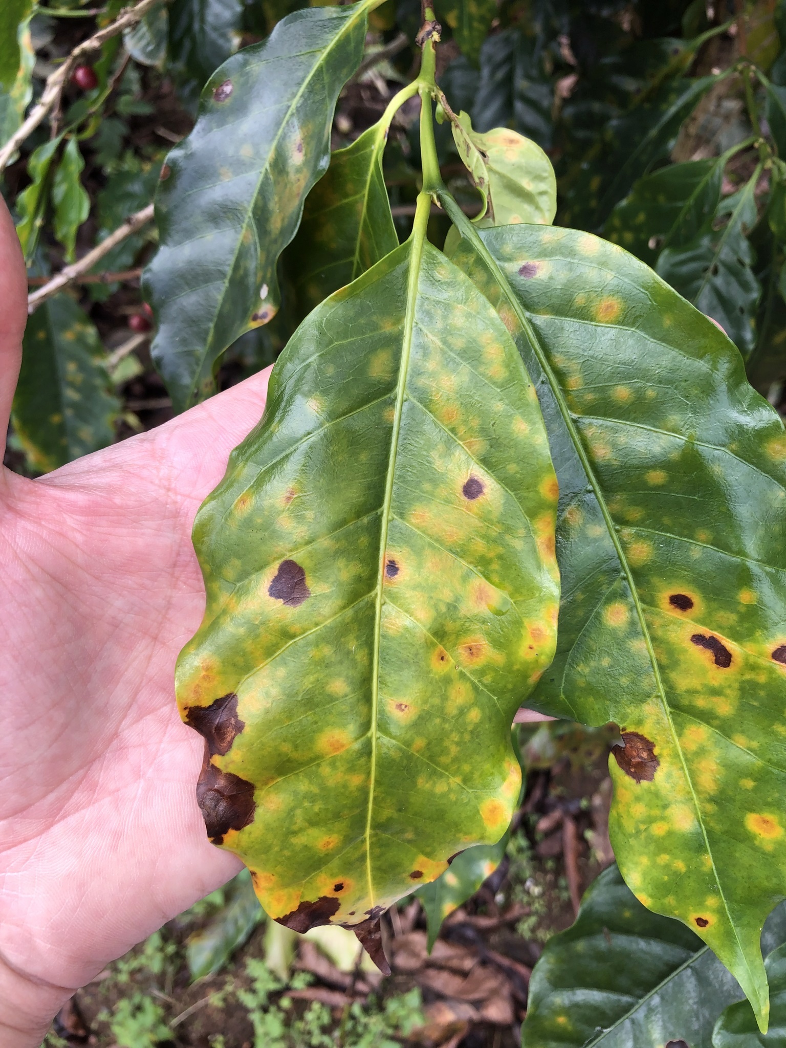 Durham’s astrophysicists are part of a team using an astronomical technique to spot the signs of coffee leaf rust in plants Picture: Durham University/University of York/Imperial College London
