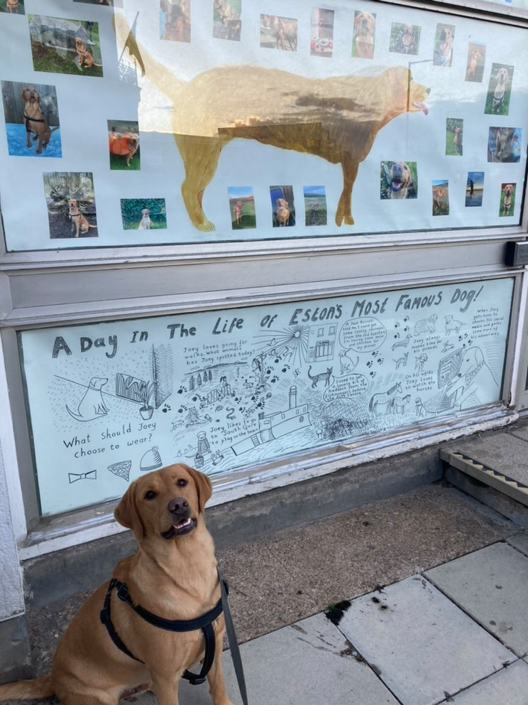 North-Yorkshire dog with over four-million views on TikTok given exhibition - Vimarsana News