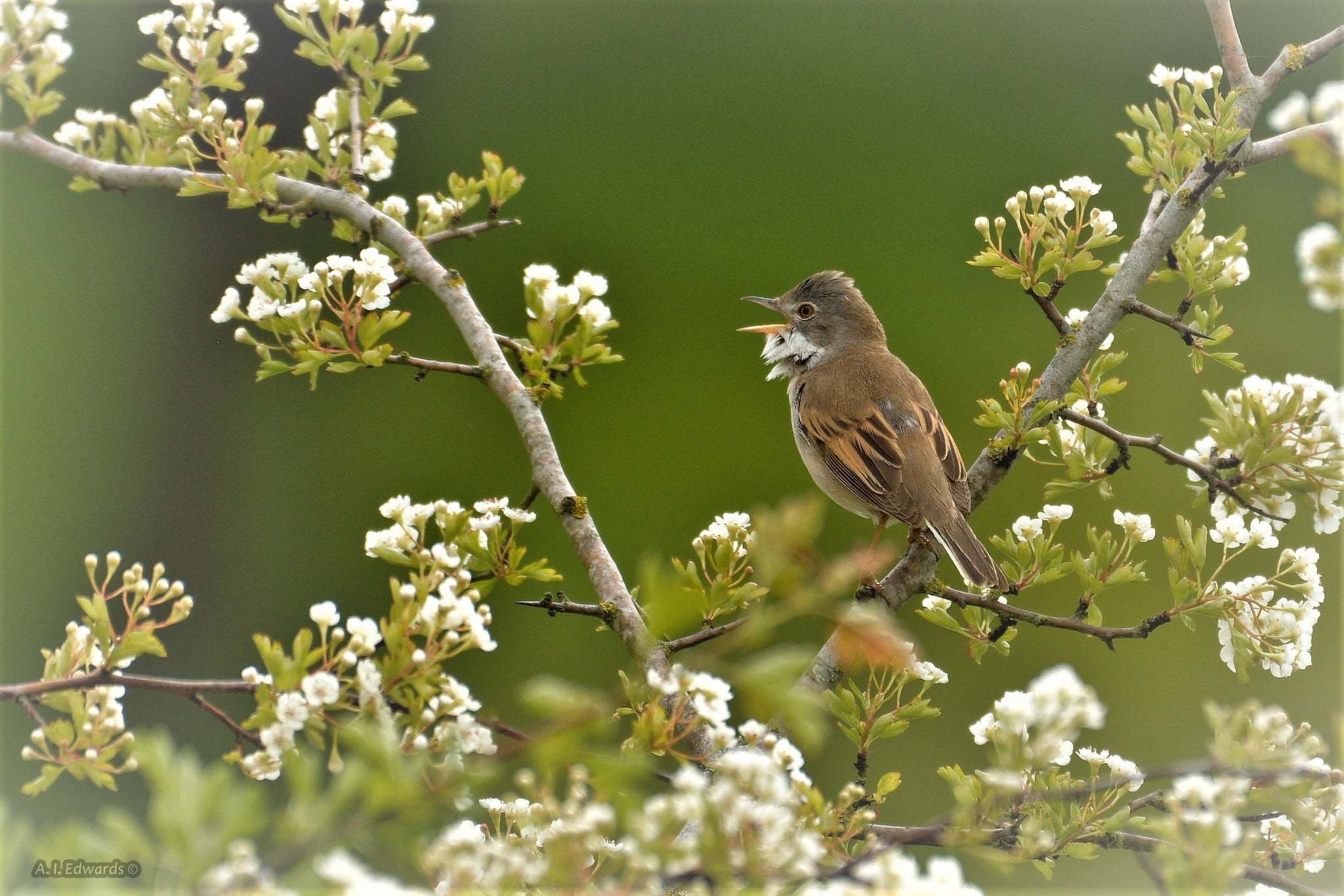 Common whitethroat amongst the hawthorn blossom by Andrew Edwards