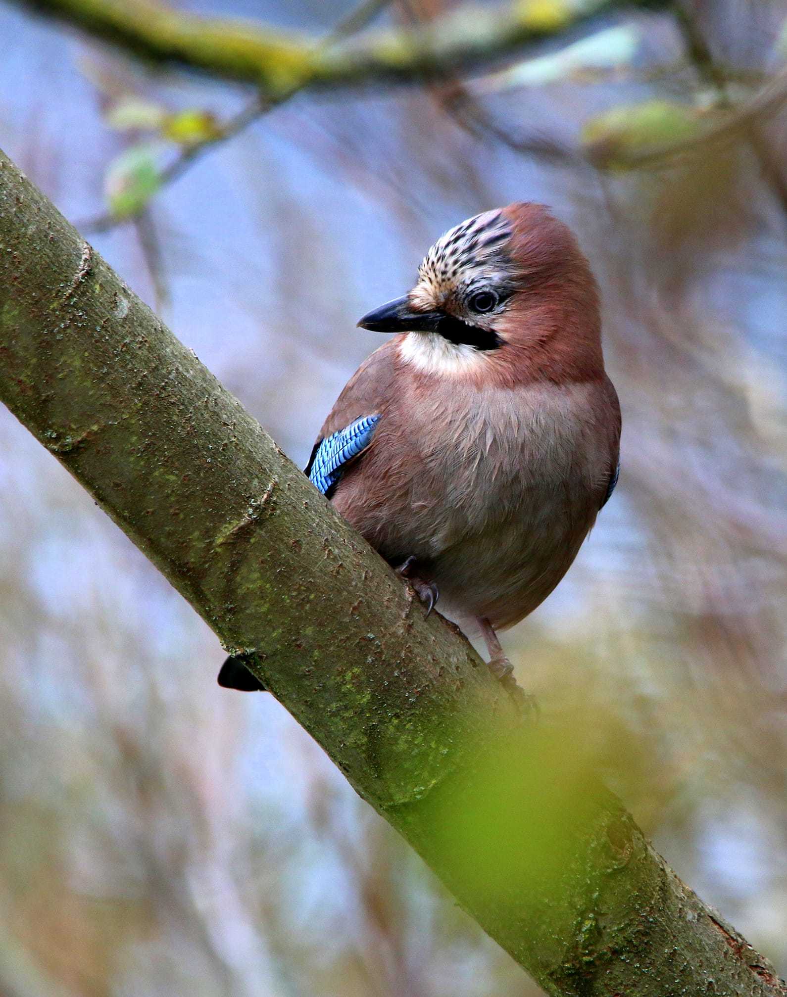 Juvenile jay taken at Low Barns Nature Reserve by Ian Carswell