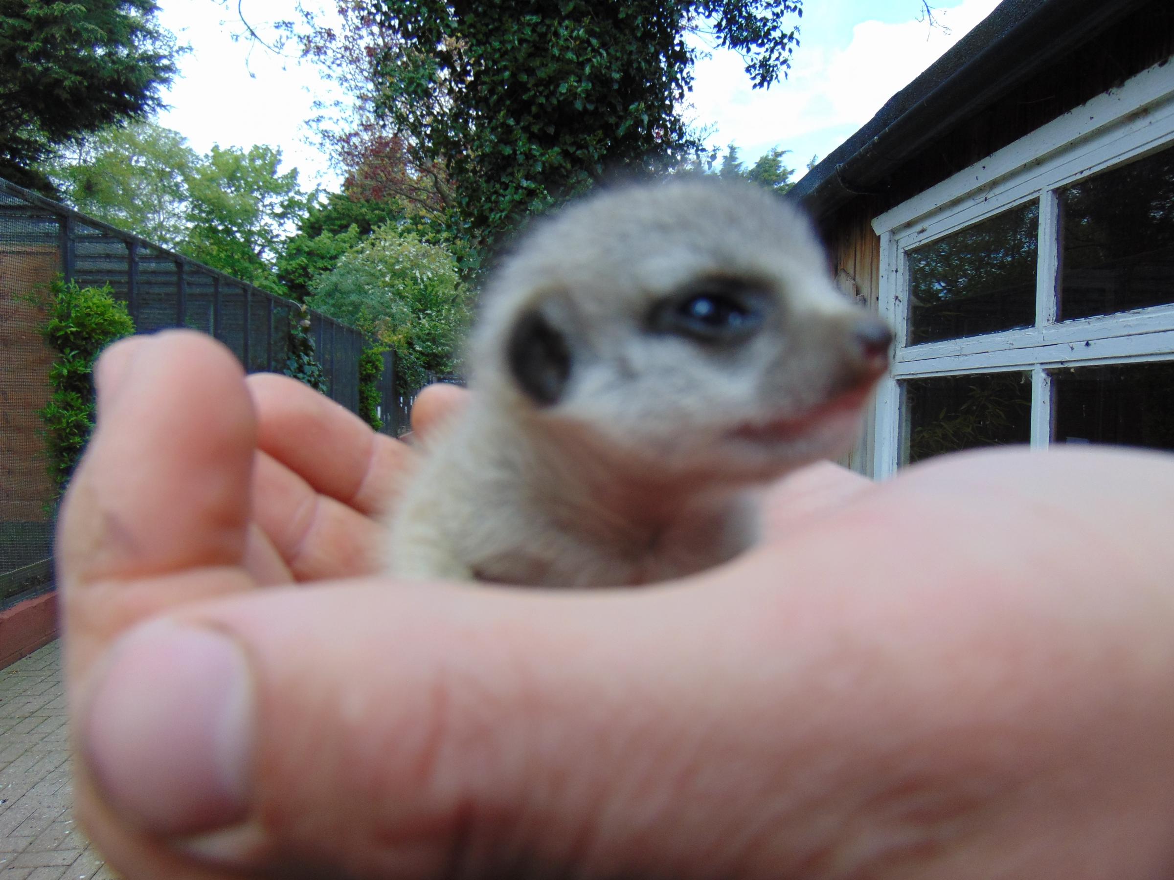 Baby Meerkat 