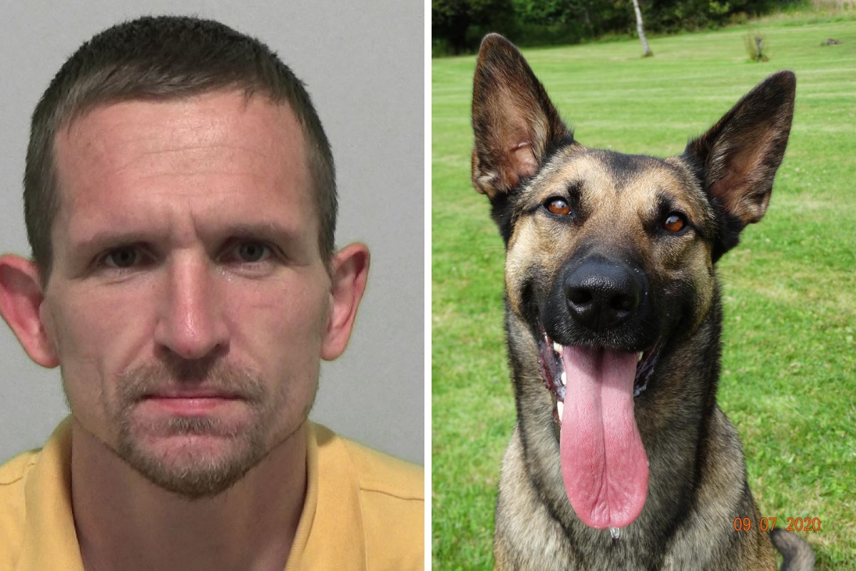 Sunderland: Police dog tracks down burglar - to his front door - Vimarsana News