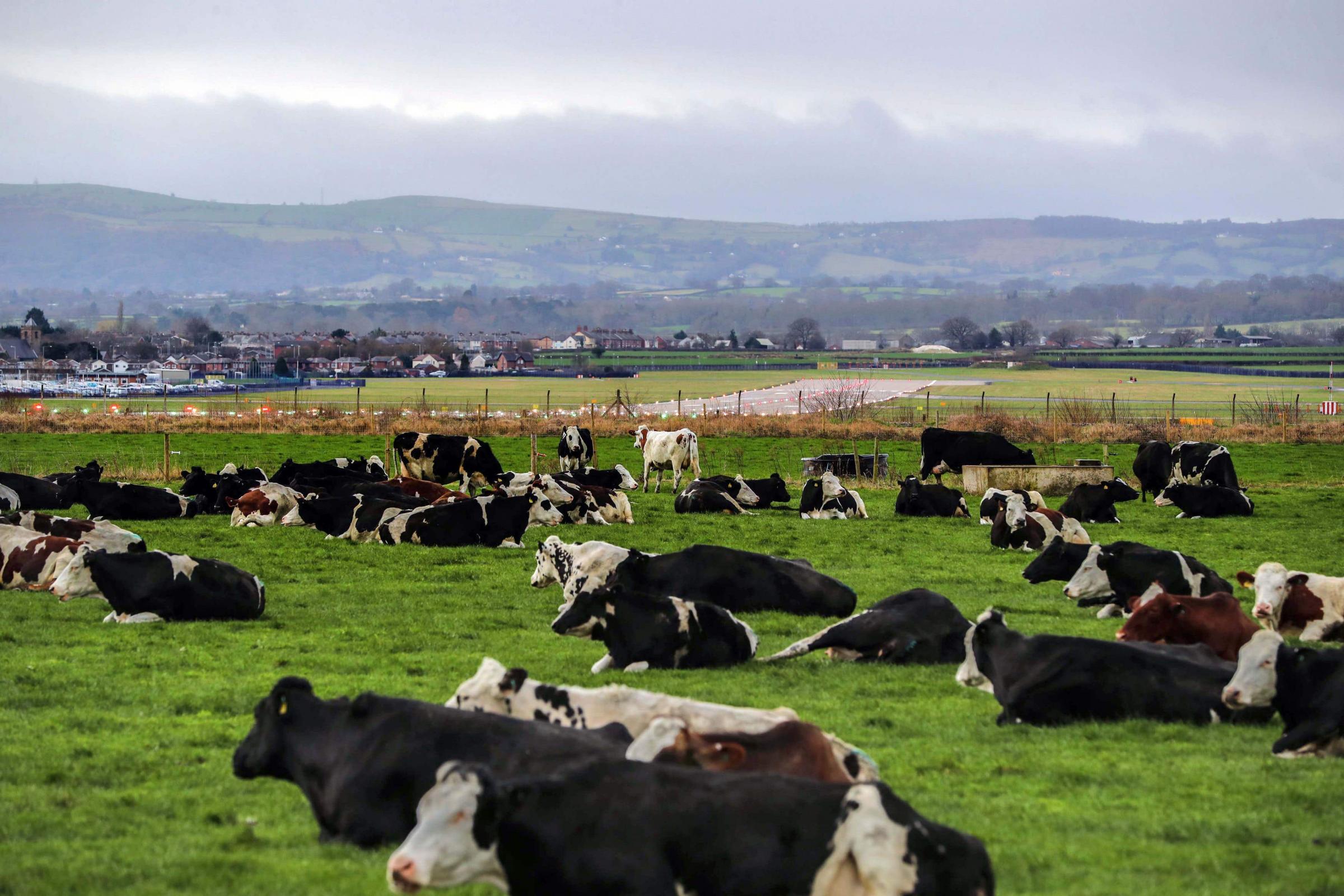 Gene editing tech should not be used to continue low-welfare farming – report - Vimarsana News