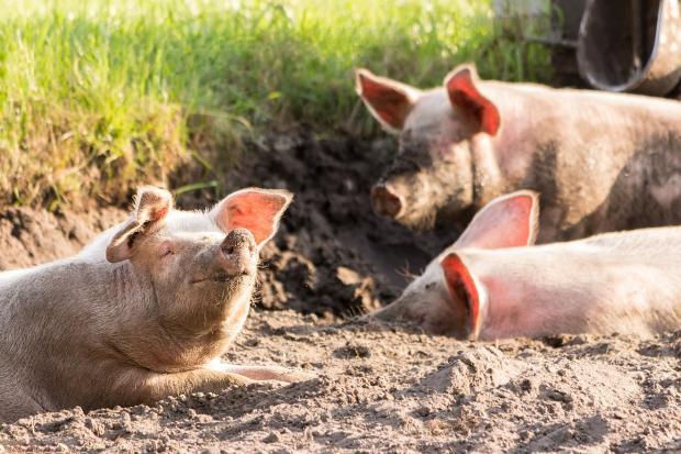 The Northern Echo: Pig farmers are facing challenging times Picture: Pixabay