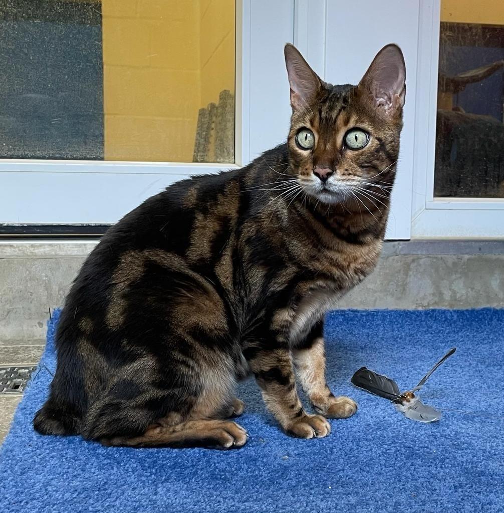 Blue Cross centre creates playground for Bengal cat Jasper | The Northern  Echo