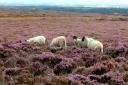 Sheep graze amongst the purple heather near Rosedale Abbey. Pic Martin Oates.