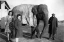 The elephant poses with its handler and two younger members of the Stephenson family outside the Willow Bridge Service Station. The unfortunate elephant is wearing a very grubby tarpaulin to keep the worst of the weather off