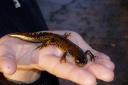 A great crested newt